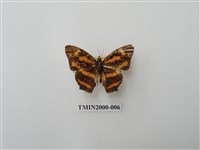 藏品(花豹盛蛺蝶)的圖片